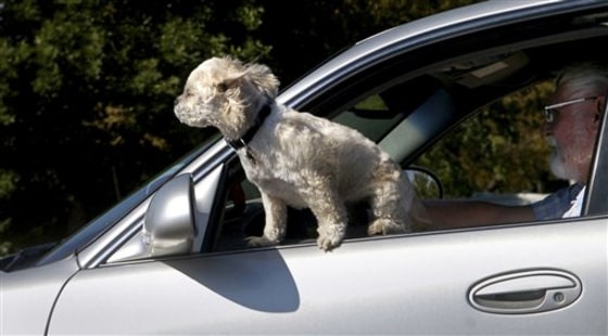Experts advise pets be restrained with a harness or carrier when riding in moving vehicles.